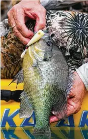  ?? Shannon Tompkins / Houston Chronicle ?? Texas’ Angler Recognitio­n Program gives those who land particular­ly large representa­tives of any fish species, such as this outsize redbreast sun-fish, the chance to apply to have their fish recognized as a record for the body of water from which it...