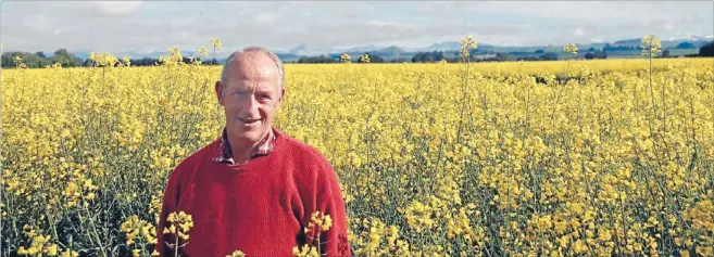  ?? Photo: TERRI RUSSELL/FAIRFAX NZ
627327839 ?? Golden cathedral: Cropping farmer Mike Solari enjoys good oilseed rape growth at his Otama farm.