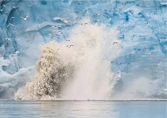  ?? ?? At-risk kittiwakes take flight as a glacier calves in the Barents Sea, Norway, main, and top, a capercaill­ie, drawn by Robert Vaughan and featured in In Search of the Last Song