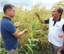  ??  ?? HIGH-YIELDING ADLAI – An adlai variety grown by the Indigenous People in Mindanao was also showcased at the Atisco harvest festival. Here, Dante Delima (right), Atisco operations manager, explains to Usec Arnel De Mesa the desirable traits of the...