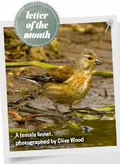  ?? ?? A female linnet, photograph­ed by Clive Wood