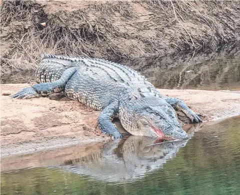  ?? ?? A large croc spotted on Friday at Clyde Rd bridge over the Russell River. Picture: Gus Lee