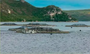  ??  ?? Above: Salmon pens in Macquarie Harbour,Tasmania