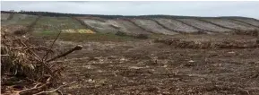  ??  ?? Razed: The bulldozed eucalyptus plantation near Portland, Victoria