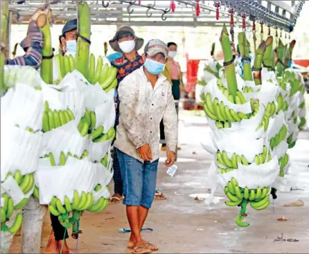  ?? HENG CHIVOAN ?? Cambodian shipped over 95,000 tonnes of fresh bananas in the first quarter, to China, Vietnam and Japan.