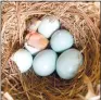  ?? Submitted photo ?? A bluebird nest with eggs and a hatchling is pictured. The Bella Vista Bluebird Society has been supporting research projects to benefit the local bluebird population.