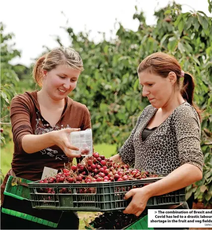  ?? SWNS ?? The combinatio­n of Brexit and Covid has led to a drastic labour shortage in the fruit and veg fields