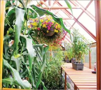  ?? The Associated Press ?? Burpee sweet corn variety, left, growing in containers in a hobby greenhouse near Langley, Wash., and is sized to grow only four to five feet tall yet produces two to three long ears per stalk. Growers are developing compact plants that add more...