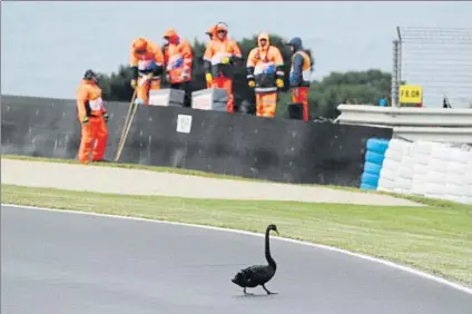  ?? FOTO: EFE ?? Un cisne negro cruza la pista del circuito de Phillip Island durante el FP2 de Moto3 Los animales conviven como pueden con el motor