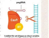  ??  ?? pegRNA I stället för att klippa av dna:t ersätts en sida i taget. För att åstadkomma detta har forskarna byggt en ”molekylär maskin” som kombinerar Crispr-Cas9 med en process som kallas omvänd transkript­ion.