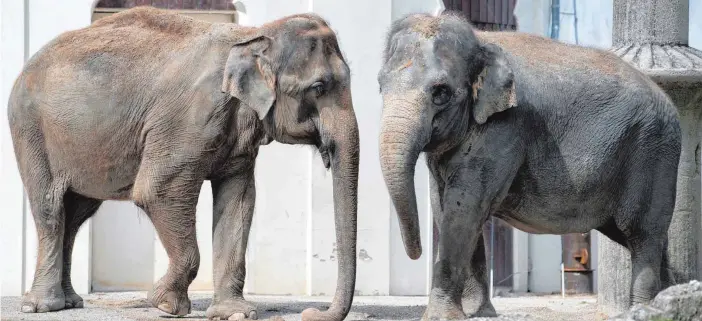  ?? FOTOS (3): SVEN HOPPE ?? Tierpark Hellabrunn in München: Weil die 51-jährige Elefantens­eniorin Steffi (li.) ihren Rüssel nicht aufrollen kann, hat sie sich eine ganz spezielle Fresstechn­ik angeeignet, rechts ihre Freundin Mangala.