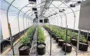  ?? ?? Marijuana plants are seen at a secured growing facility in Washington County, N.Y., on May 12.