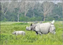  ?? AFP ?? An Indian one-horned rhinoceros and its baby in a sanctuary in Assam