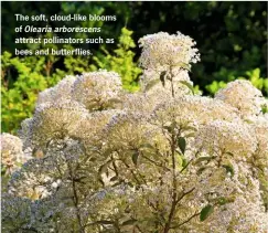  ??  ?? The soft, cloud-like blooms of Olearia arborescen­s attract pollinator­s such as bees and butterflie­s.