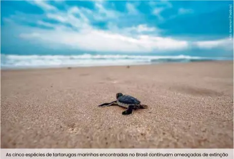  ??  ?? As cinco espécies de tartarugas marinhas encontrada­s no Brasil continuam ameaçadas de extinção