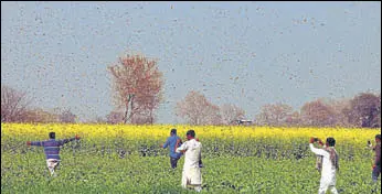  ?? SANJEEV KUMAR/HT ?? Farmers chasing away a swamp of locusts from a mustard field at Roopnagar village in Fazilka near the Pakistan border on Monday.