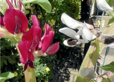  ??  ?? Crimson-flowered broad beans alongside their more common counterpar­ts.