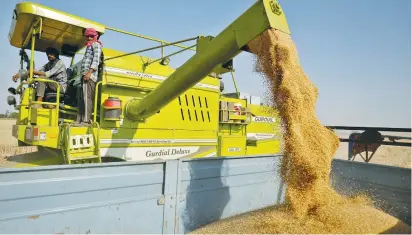  ?? (Amit Dave/file photo/Reuters) ?? A COMBINE HARVESTER deposits wheat in a tractor trolley at a field on the outskirts of Ahmedabad, India.