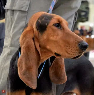  ??  ?? 5.
Il cane lungo deve essere giocoforza dotato di voce potente e ottimo rientro.
In foto segugio del Giura di Colombini
6.
In base all’esperienza di Antonello Bertoccini la riuscita media nelle cucciolate di segugio del Giura è abbastanza alta. Inoltre la razza si presta al rifiuto degli animali diversi dal cinghiale e si ammuta facilmente