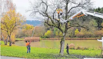  ?? FOTO: ALOIS GROSS ?? Dank des Einsatzes von Fachwarten im Kreisverba­nd und zwei Hebebühnen war die Baumschnei­deaktion am Obstbaumle­hrpfad ein großer Erfolg.