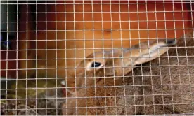  ??  ?? At least 10 different rabbit keepers have been targeted, some more than once Photograph: Petr Bonek/Alamy