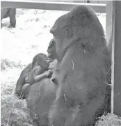  ?? PHOTO CONTRIBUTE­D BY ZOO KNOXVILLE. ?? Kowali nurses her newborn hours after the infant gorilla was born at Zoo Knoxville on Saturday.