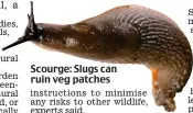  ??  ?? Scourge: Slugs can ruin veg patches