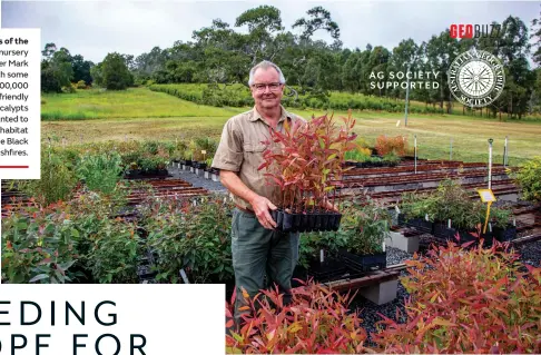  ??  ?? Friends of the Koala nursery manager Mark Wilson with some of the 100,000 koala-friendly native eucalypts to be planted to help restore habitat lost in the Black Summer bushfires.