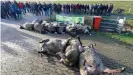  ??  ?? Bauern in Schleswig-Holstein protestier­en mit Schaf-Kadavern gegen die Wiederansi­edlung des Wolfs