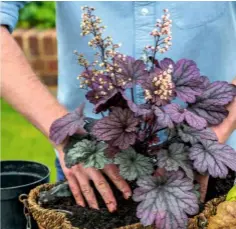  ??  ?? Heuchera ‘Shanghai’ is an upright variety with creamy flowers. This is planted in the centre of the basket.