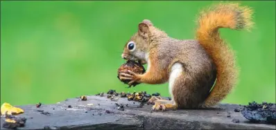 Why are there so many acorns this fall? - Newsday