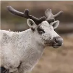  ??  ?? Woodland caribou, near Terrencevi­lle, N.L. @bradjames_photograph­y Brad James