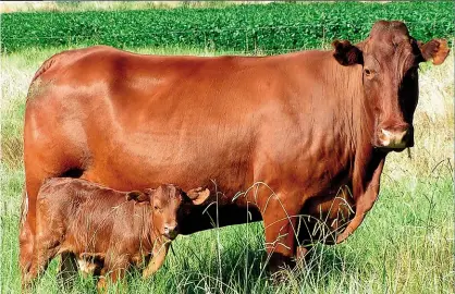  ??  ?? Hierdie koei het haar kalfdatum met 32 dae vervroeg omdat sy in so ’n goeie kondisie van die veld af gekalf het.