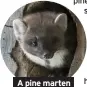  ??  ?? A pine marten