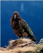  ??  ?? Documents show DOC staff believed the deaths of six kea was expected.