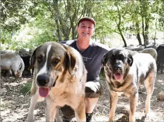  ?? (Photos Florian Escoffier) ?? Franck Tilotta ne peut pas se passer de ses chiens de protection de troupeau, efficaces contre les prédateurs, notamment le loup.