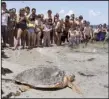  ?? AP/ALAN DIAZ ?? A loggerhead sea turtle heads to the ocean as onlookers watch from a respectful distance at Bill Baggs Cape Florida State Park in Key Biscayne, Fla.