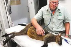  ?? Reuters & AP ?? Top: A wallaby on the Sydney Harbour Bridge in Sydney, disrupting downtown traffic. Above: A doctor checks the wallaby at Taronga Wildlife Hospital in Sydney.