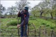  ?? AUDREY RODEMAN VIA AP ?? Writer Cain Burdeau hammers into the ground a post for a garden wattle fence he’s making on a property he lives on with his family in Contrada Petraro in the mountains of northern Sicily.