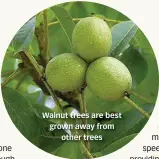  ??  ?? Walnut trees are best grown away from other trees