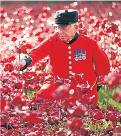  ?? Picture: Getty. ?? Chelsea Pensioner Albert Willis plants a poppy at the Blood Swept Lands and Seas of Red art installati­on at the Tower of London in 2014.