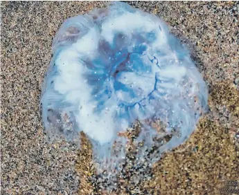  ??  ?? Jellyfish have been spotted on beaches off the Wearside coast. Pictures by Mick Naisbitt