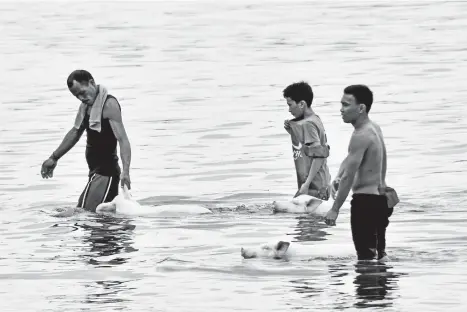  ?? MACKY LIM ?? HOGS SWIM. With the sea providing easy access, these men just herd the hogs to swim toward Sta. Ana Pier where a tricycle is waiting to deliver the animals to the market.