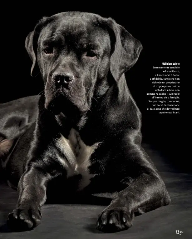  ??  ?? Estremamen­te sensibile
ed equilibrat­o, il Cane Corso è docile e affidabile, tanto che non richiede un proprietar­io di troppo polso, poiché
ubbidisce subito, non appena ha capito il suo ruolo
all’interno della famiglia. Sempre meglio, comunque,
un corso di educazione di base, cosa che dovrebbero
seguire tutti i cani.
Ubbidisce subito