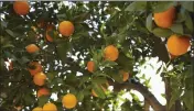  ?? GETTY IMAGES ?? Citrus can be grown most anywhere in Southern California.