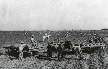  ?? Library of Congress ?? African American men, possibly prisoners, pick potatoes at the Imperial State Prison Farm; three men on horseback oversee the work in 1909.