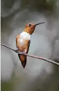  ?? Kathy Adams Clark ?? Rufous hummingbir­ds migrate to the upper Texas Coast for the winter from breeding grounds in the Pacific Northwest.