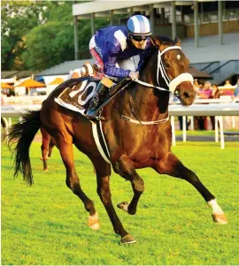  ?? Picture: JC Photograph­ics. ?? STRONG HAND. Hawwaam is one of the top horses from the Mike de Kock stable among the first entries for the R2 million Gauteng Summer Cup, to be run at Turffontei­n on 30 November.