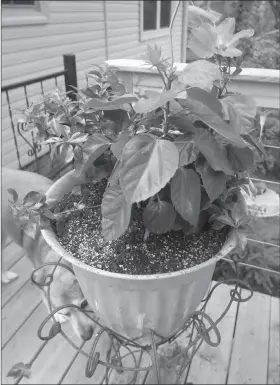  ?? Special to the News-Times ?? Hot Deck: If deck heat is harming potted plants, re-potting them in larger, lightcolor­ed, raised pots could help.