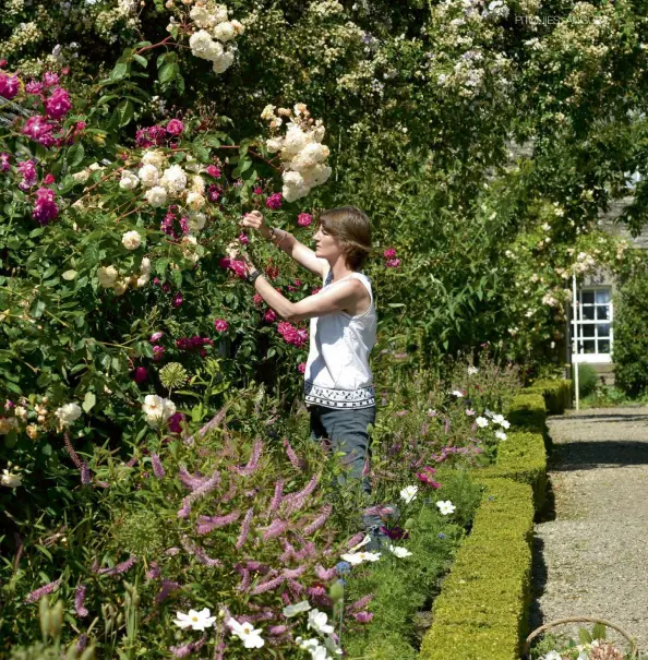  ??  ?? Above: Jeanette deadheads the roses regularly to ensure continual flowering. Top left: The fish pond in the formal rose garden. Bottom left: Roses ramble over the potting shed.